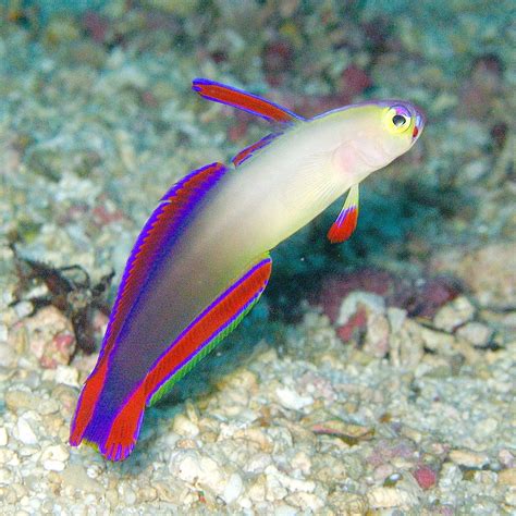 25 Most Beautiful Fish in the World (With Pictures).